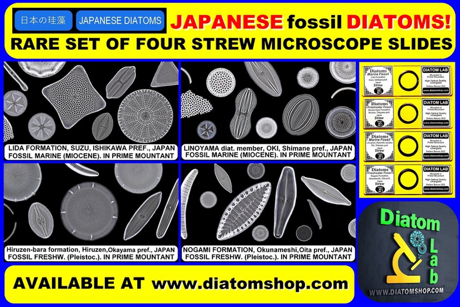 RARE set: 4 strew microscope slides of RARE JAPANESE Diatoms - Diatom ...
